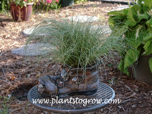 Amazon Mist Carex (Carex comans)
This was a 